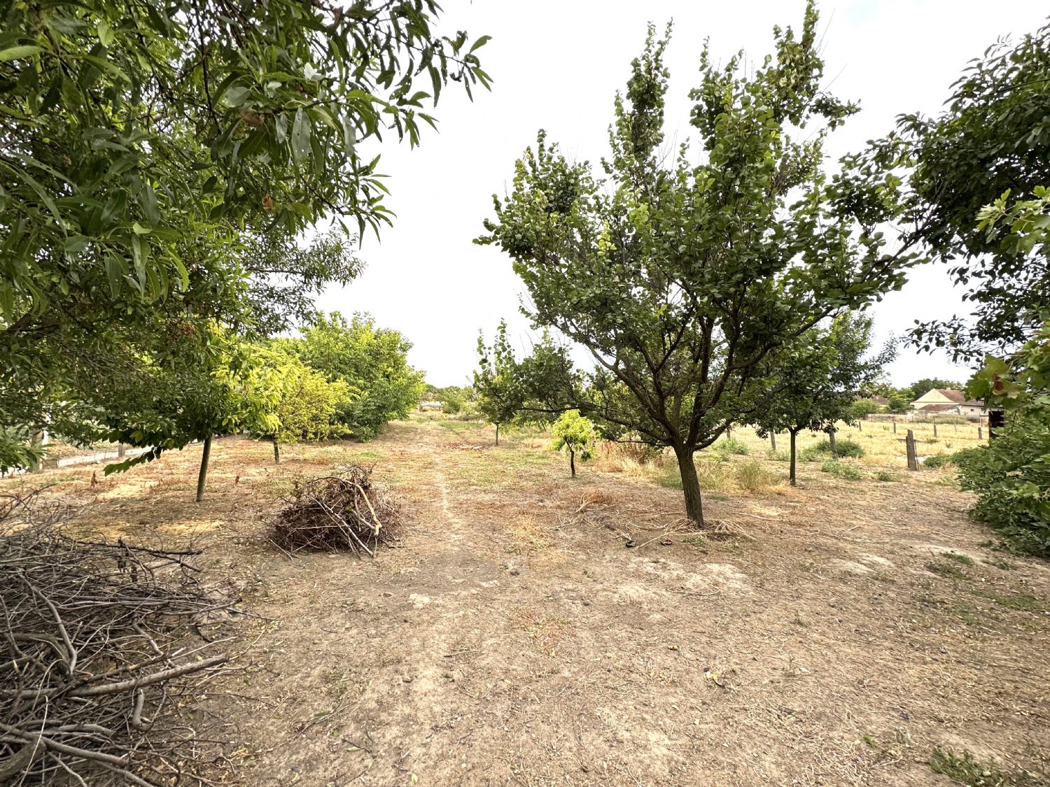 – Perle des Südens – Auswandern, Ankommen und Wohlfühlen in Bácsalmás (Südungarn) - Nutz- und Obstfläche (21279)
